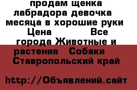 продам щенка лабрадора девочка 2 месяца в хорошие руки › Цена ­ 8 000 - Все города Животные и растения » Собаки   . Ставропольский край